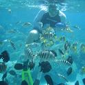 18 Fish frenzy at the Motu